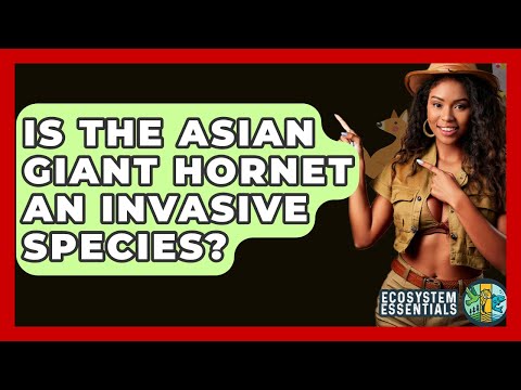 Is The Asian Giant Hornet An Invasive Species? - Ecosystem Essentials